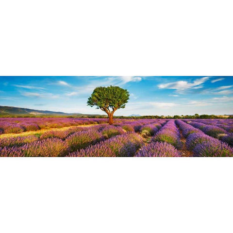 Lavender field and almond tree, Provence, France Gold Ornate Wood Framed Art Print with Double Matting by Krahmer, Frank
