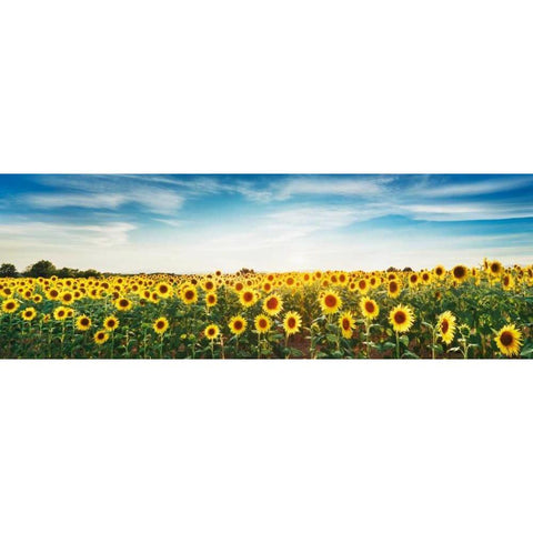 Sunflower field, Plateau Valensole, Provence, France Gold Ornate Wood Framed Art Print with Double Matting by Krahmer, Frank