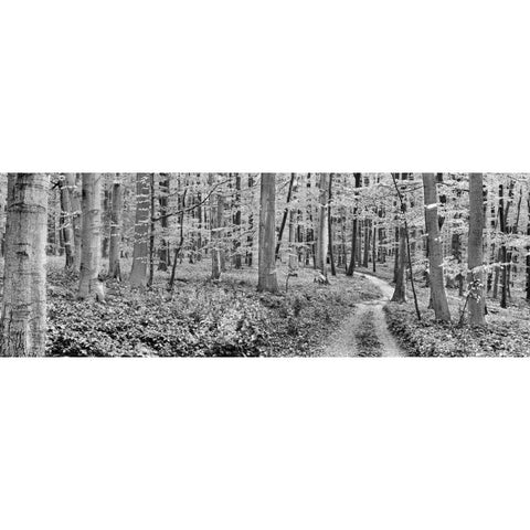 Beech forest, Germany Black Modern Wood Framed Art Print with Double Matting by Krahmer, Frank