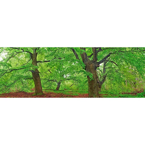 European beech, Kellerwald, Germany Gold Ornate Wood Framed Art Print with Double Matting by Krahmer, Frank