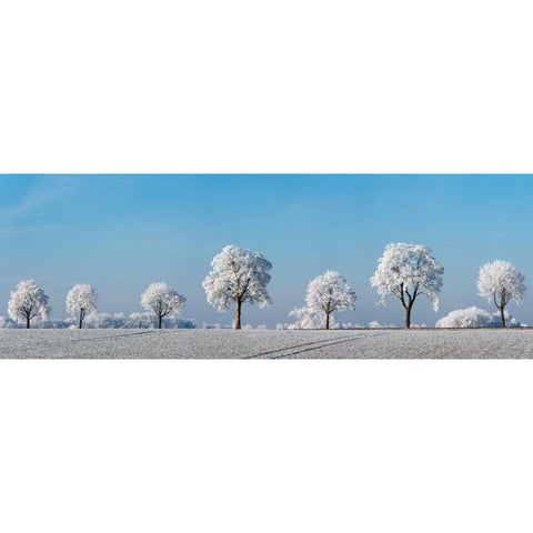 Alley tree with frost, Bavaria, Germany White Modern Wood Framed Art Print by Krahmer, Frank