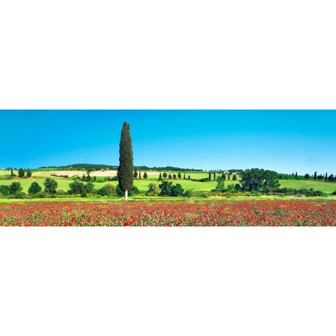 Cypress in poppy field, Tuscany, Italy Black Modern Wood Framed Art Print with Double Matting by Krahmer, Frank