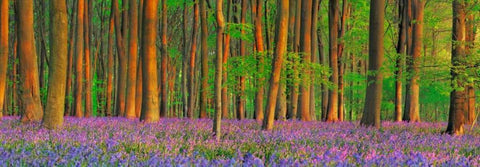 Beech forest with bluebells, Hampshire, England White Modern Wood Framed Art Print with Double Matting by Krahmer, Frank