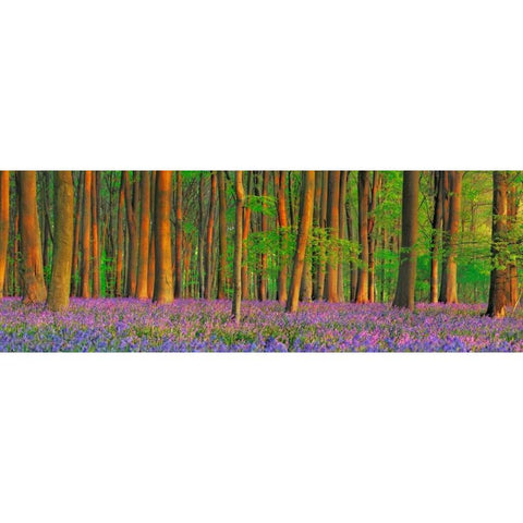 Beech forest with bluebells, Hampshire, England Black Modern Wood Framed Art Print by Krahmer, Frank