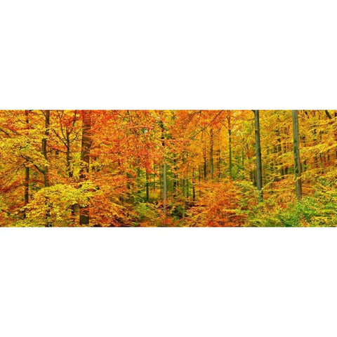 Beech forest in autumn, Kassel, Germany Black Modern Wood Framed Art Print with Double Matting by Krahmer, Frank