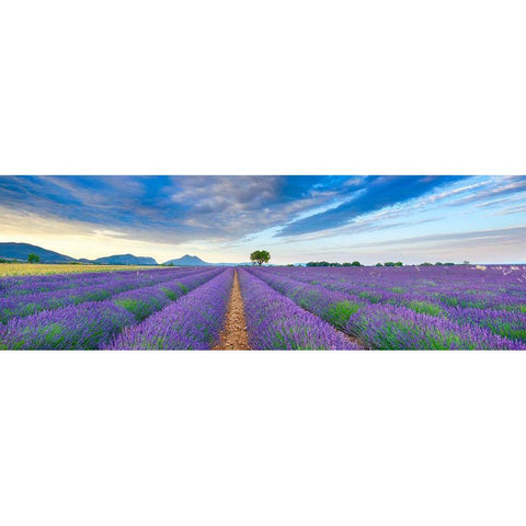 Lavender field, France Gold Ornate Wood Framed Art Print with Double Matting by Frank, Krahmer