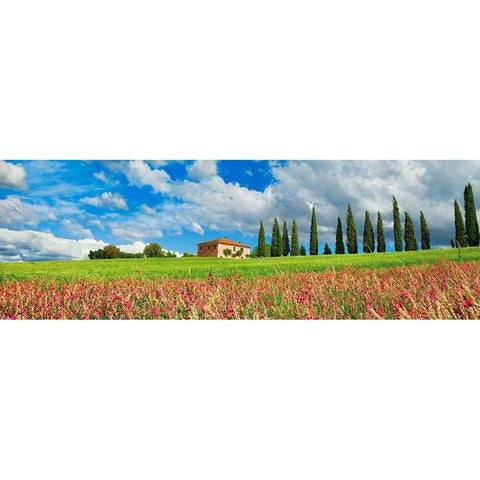 Landscape with cypress alley and sainfoins- San Quirico dOrcia- Tuscany White Modern Wood Framed Art Print by Krahmer, Frank
