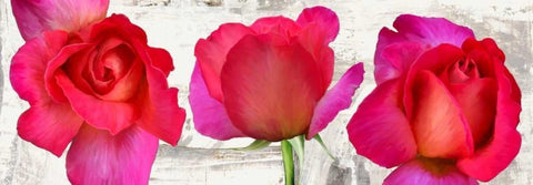 Spring Roses Black Ornate Wood Framed Art Print with Double Matting by Thomlinson, Jenny