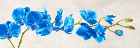 Blue Orchid White Modern Wood Framed Art Print with Double Matting by Mills, Shin