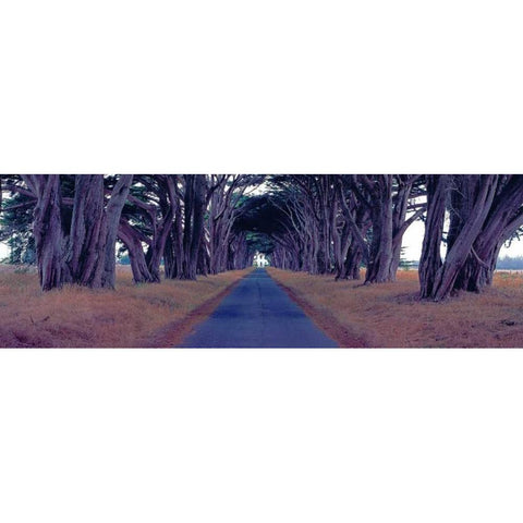 Monterey Cypress Trees Point Reyes California White Modern Wood Framed Art Print by Berenholtz, Richard