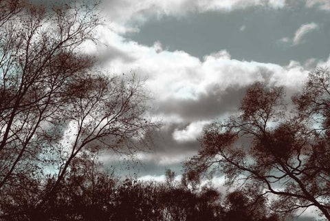 Looking Upward Black Ornate Wood Framed Art Print with Double Matting by Romita, Denise