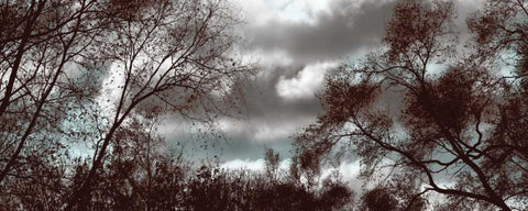 Looking Upward Panel Black Ornate Wood Framed Art Print with Double Matting by Romita, Denise