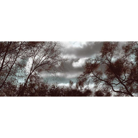 Looking Upward Panel Black Modern Wood Framed Art Print with Double Matting by Romita, Denise