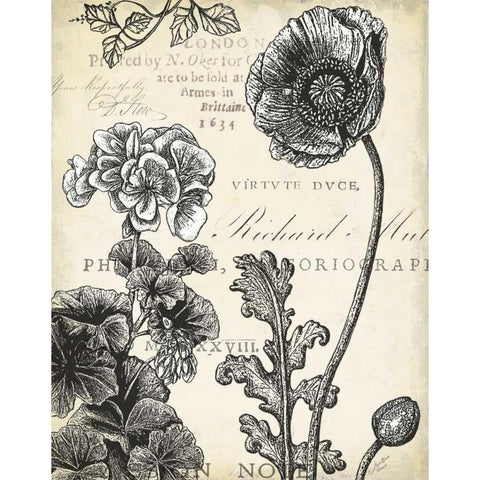 Pen and Ink Floral Study I  Black Modern Wood Framed Art Print with Double Matting by Cusson, Marie Elaine