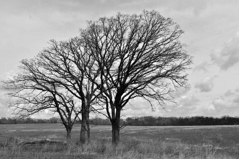 Standing Together Black Ornate Wood Framed Art Print with Double Matting by Romita, Denise