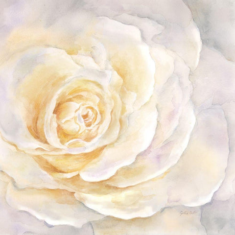 Watercolor Rose Closeup II Black Modern Wood Framed Art Print by Coulter, Cynthia