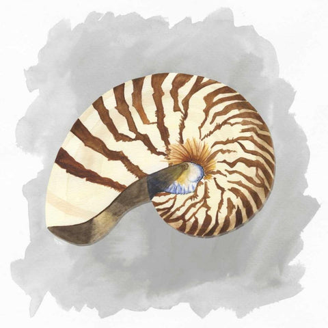 Shells on Grey III White Modern Wood Framed Art Print by Reed, Tara