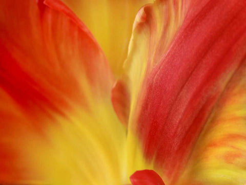 Tulipa Black Ornate Wood Framed Art Print with Double Matting by Michal, Susan