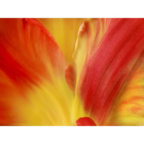 Tulipa Black Modern Wood Framed Art Print by Michal, Susan