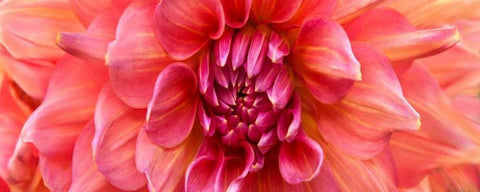 Perfect Dahlia  White Modern Wood Framed Art Print with Double Matting by Michal, Susan