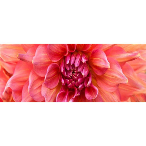 Perfect Dahlia  Gold Ornate Wood Framed Art Print with Double Matting by Michal, Susan