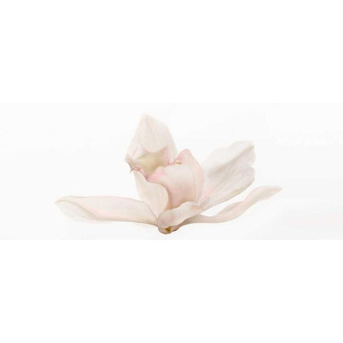 Cattleya White Modern Wood Framed Art Print by Michal, Susan