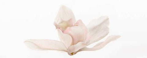 Cattleya White Modern Wood Framed Art Print with Double Matting by Michal, Susan