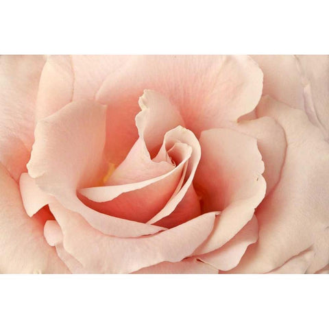 Rosa Black Modern Wood Framed Art Print with Double Matting by Michal, Susan