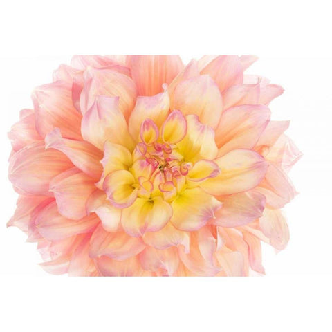Coral Dahlia Gold Ornate Wood Framed Art Print with Double Matting by Michal, Susan