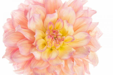 Coral Dahlia White Modern Wood Framed Art Print with Double Matting by Michal, Susan