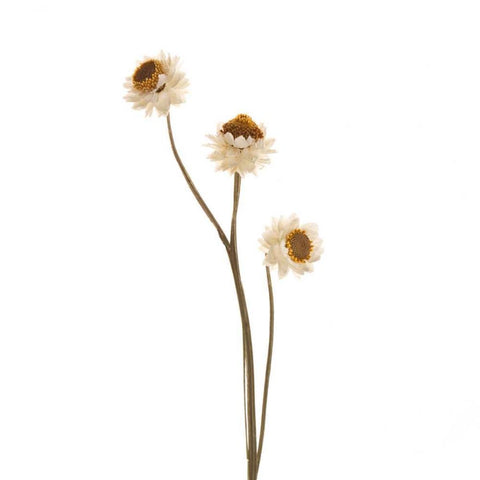 Strawflower  Black Modern Wood Framed Art Print by Michal, Susan
