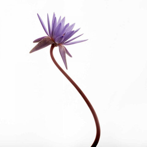 Water Lily  Gold Ornate Wood Framed Art Print with Double Matting by Michal, Susan