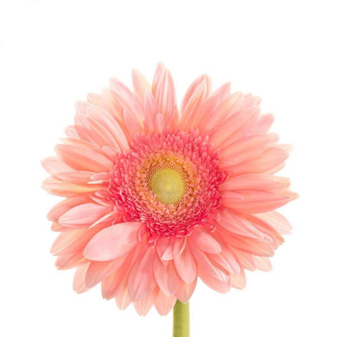 Gerbera Daisy  Gold Ornate Wood Framed Art Print with Double Matting by Michal, Susan
