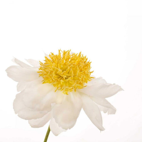 Gold Standard Peony  White Modern Wood Framed Art Print with Double Matting by Michal, Susan