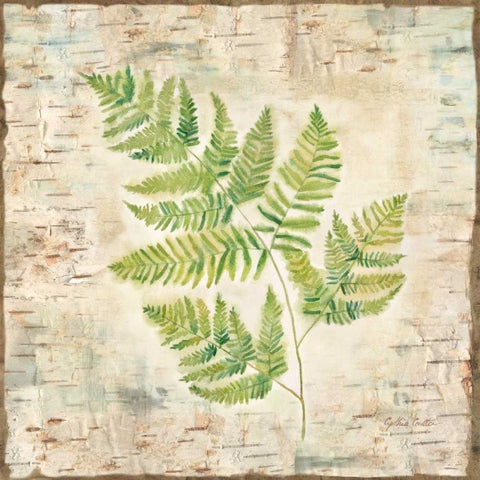 Birch Bark Ferns II White Modern Wood Framed Art Print with Double Matting by Coulter, Cynthia