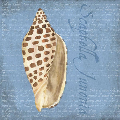 Oceanum Shells Blue II Gold Ornate Wood Framed Art Print with Double Matting by Reed, Tara