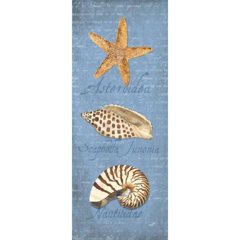 Oceanum Shell Panel Blue II Black Modern Wood Framed Art Print with Double Matting by Reed, Tara