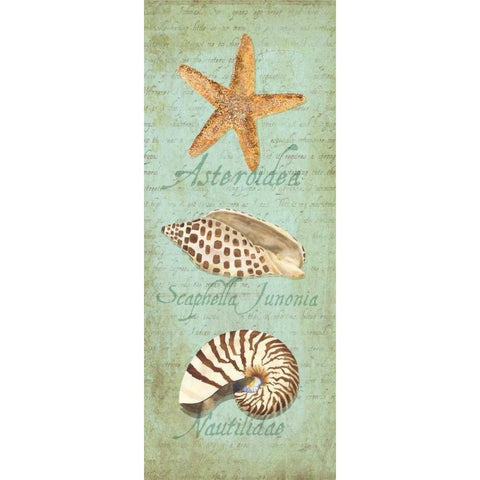 Oceanum Shell Panel Green II Black Modern Wood Framed Art Print by Reed, Tara