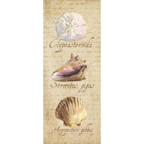 Oceanum Shell Panel Beige I White Modern Wood Framed Art Print by Reed, Tara