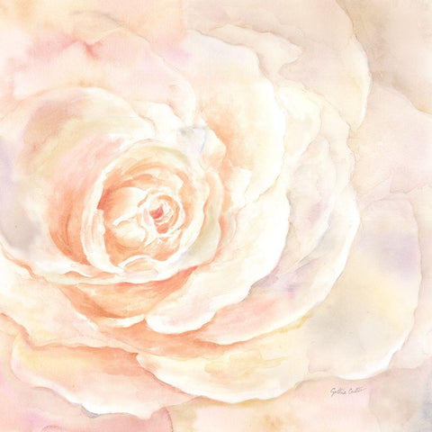 Blush Rose Closeup I Gold Ornate Wood Framed Art Print with Double Matting by Coulter, Cynthia