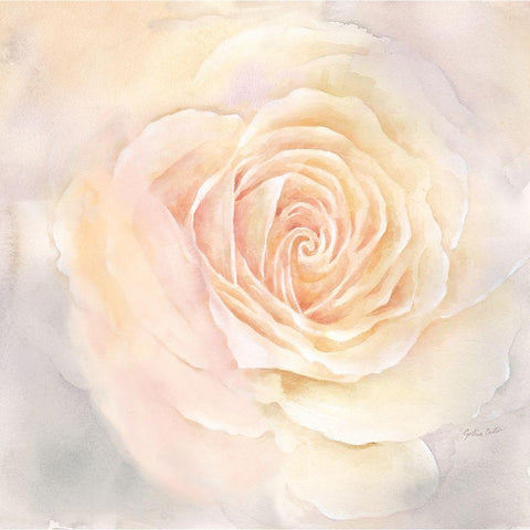 Blush Rose Closeup III Black Modern Wood Framed Art Print with Double Matting by Coulter, Cynthia