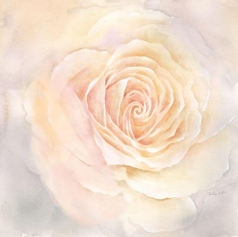 Blush Rose Closeup III White Modern Wood Framed Art Print with Double Matting by Coulter, Cynthia