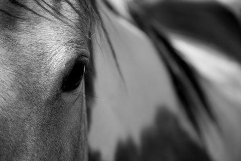 One Eye Black Ornate Wood Framed Art Print with Double Matting by Tyrrell, Lu Anne