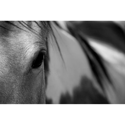 One Eye Black Modern Wood Framed Art Print by Tyrrell, Lu Anne