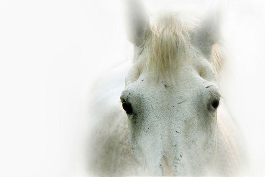 Image Only