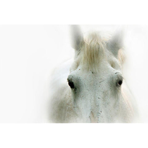 Blanco White Modern Wood Framed Art Print by Tyrrell, Lu Anne