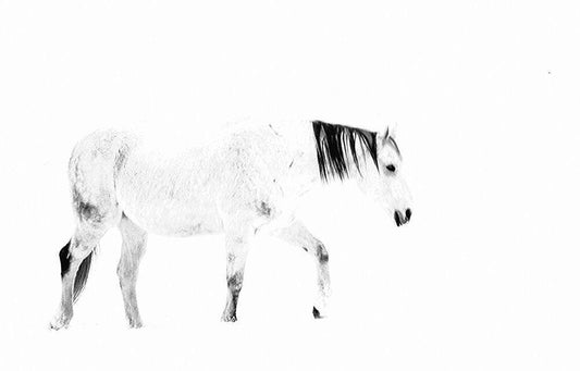 Image Only