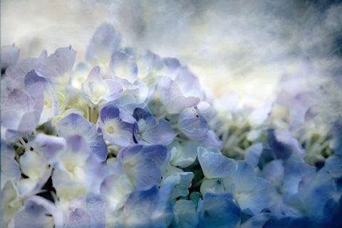 Calm Black Ornate Wood Framed Art Print with Double Matting by Tyrrell, Lu Anne