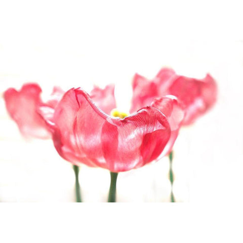 Three Tulips Black Modern Wood Framed Art Print by Tyrrell, Lu Anne