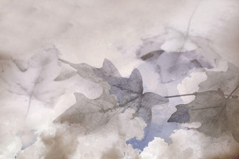 Shadow Leaves Black Ornate Wood Framed Art Print with Double Matting by Tyrrell, Lu Anne